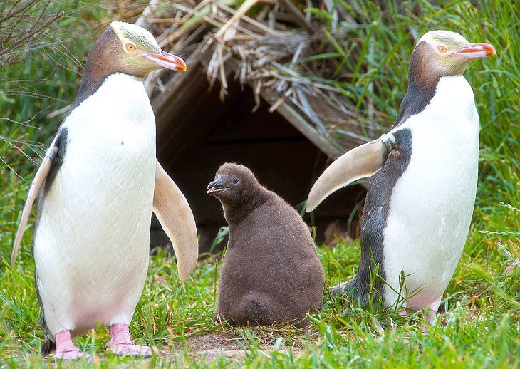 Different species of penguin, Yellow-eyed penguin adults protecting a chick