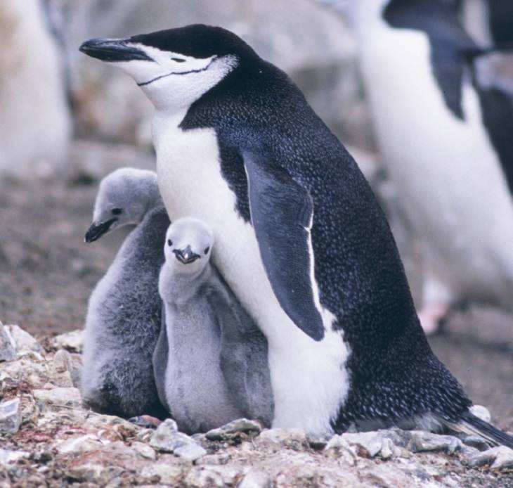 Different species of Penguins, Chinstrap Penguin adult with two chicks