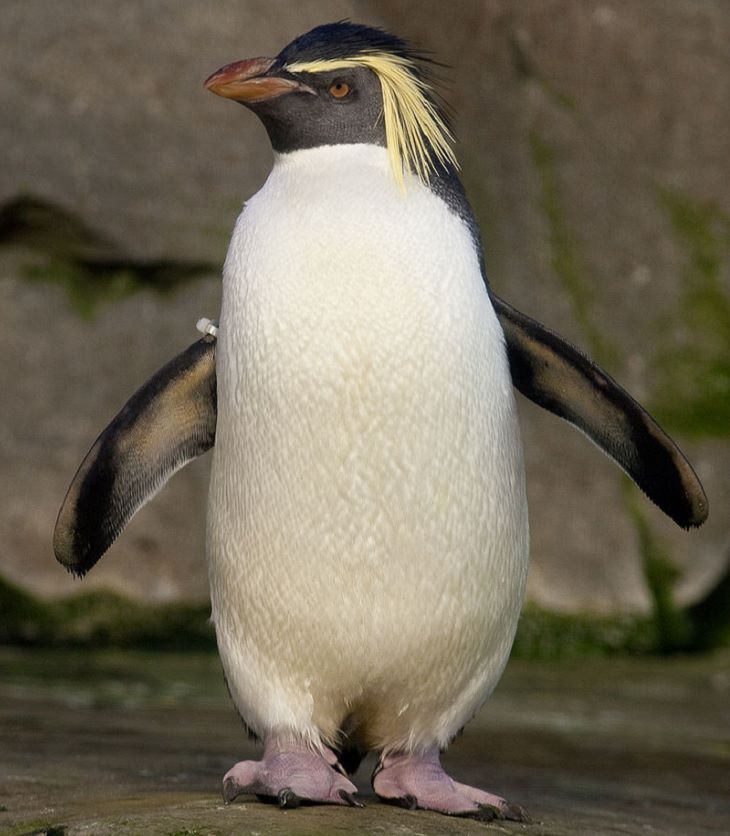 Different species of penguin, Northern Rockhopper penguin standing
