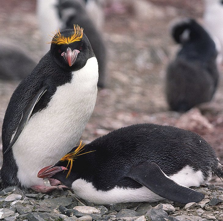 Different species of penguin, two macaroni penguins nesting