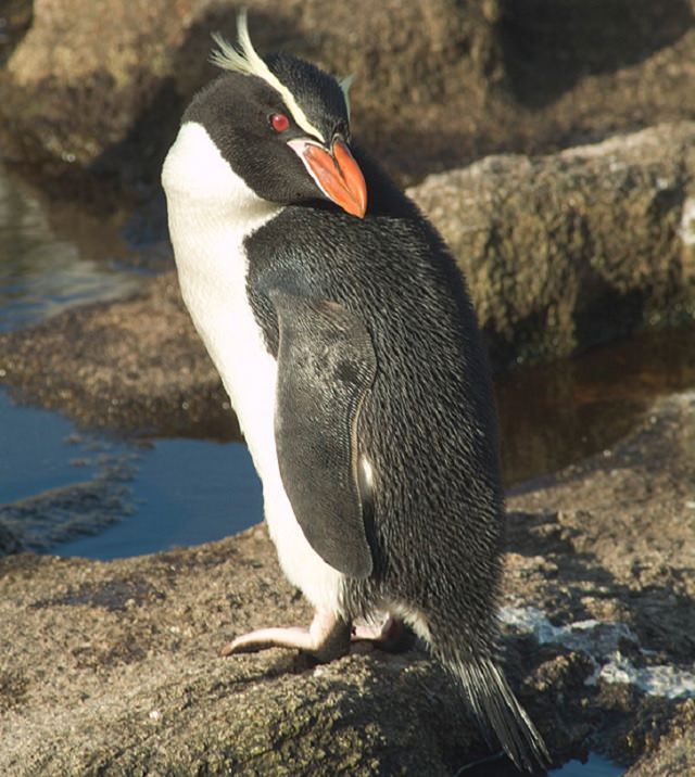 Different species of Penguin, Snares penguin standing on a rock