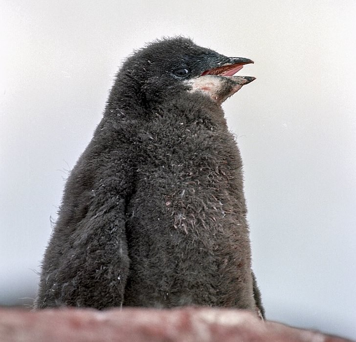 Different species of Penguins, Adélie Penguin chick in a nest