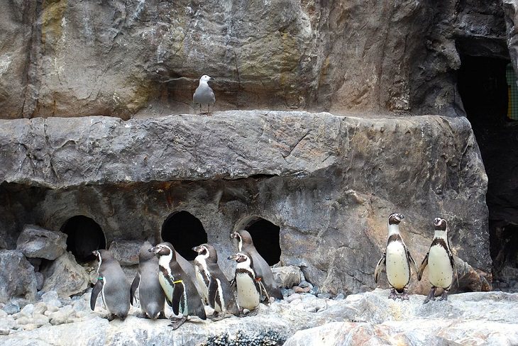Different species of penguin, colony of Humboldt penguin in Brookfield Zoo, Chicago, Illinois