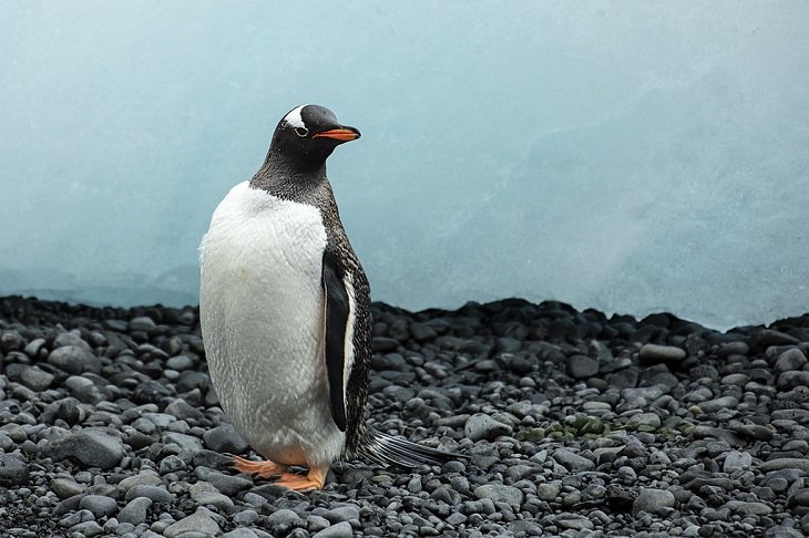 Different species of Penguins, Gentoo penguin standing on rocks