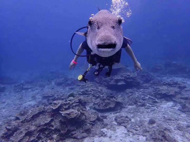 Photo taken at just the right time, spotted fish swimming in front of a swimmer with only the swimmer's body visible 