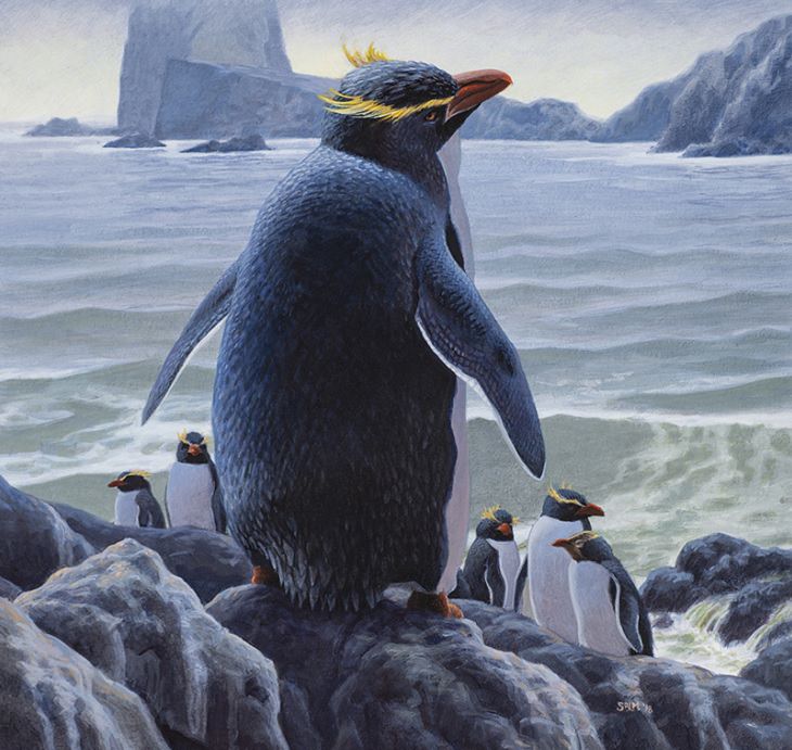 Different species of penguin, depiction of extinct Chatham penguins standing on rocks