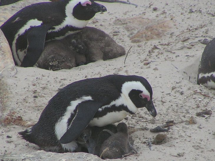 Different species of penguin, African penguin adult with nest and chicks on a beach