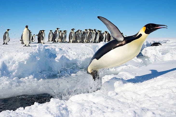 Different species of Penguins, Emperor penguin in a colony jumping out of water