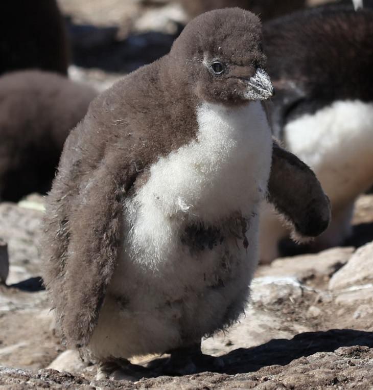 Different species of penguin, snares penguin chick