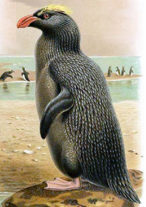 Different species of penguin, Erect-crested penguin