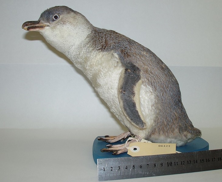 Different species of penguin, white-flippered penguin model in Auckland Museum, New Zealand