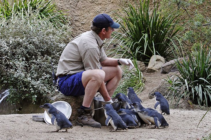 Different species of penguin, little blue penguins at Melbourne Zoo, Australia at feeding time