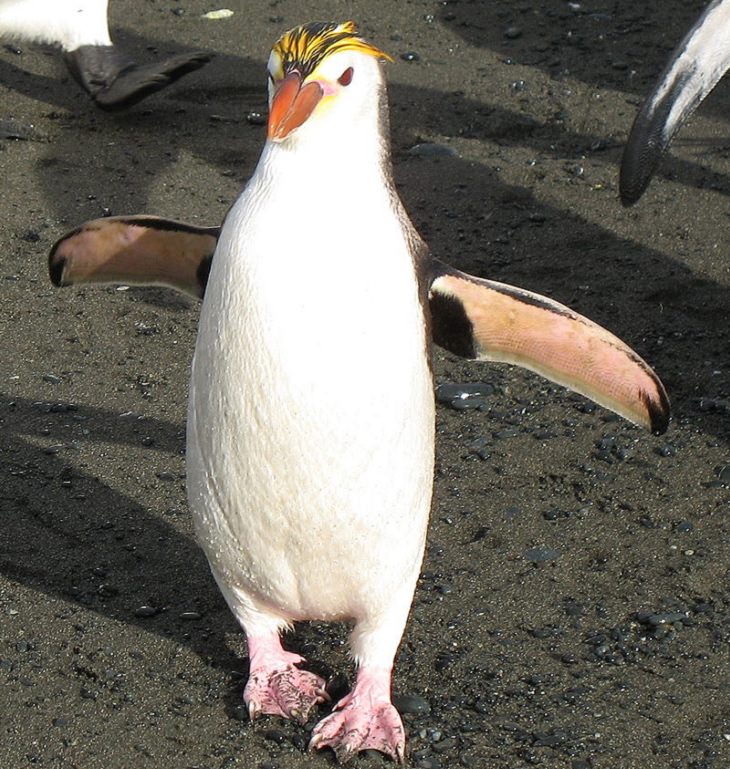 Different species of penguin, Royal penguin standing