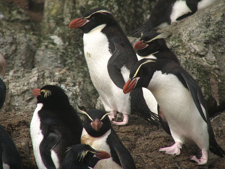 Different species of penguin, snares penguin colony