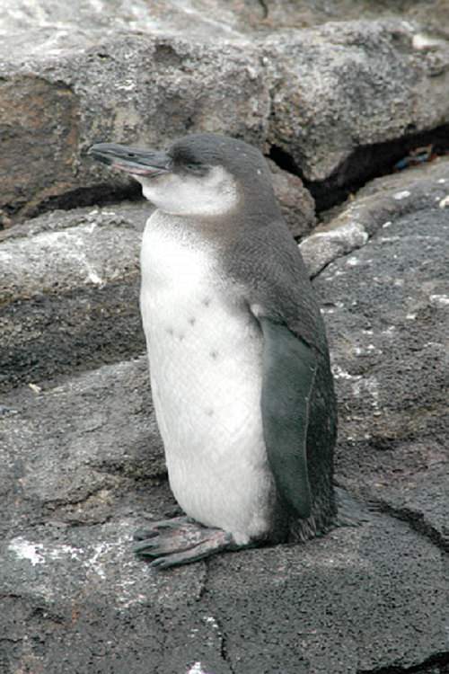 Different species of penguin, galapagos penguin chick