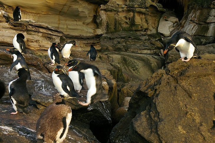 Different species of penguin, colony of southern rockhopper penguins jumping over rocks