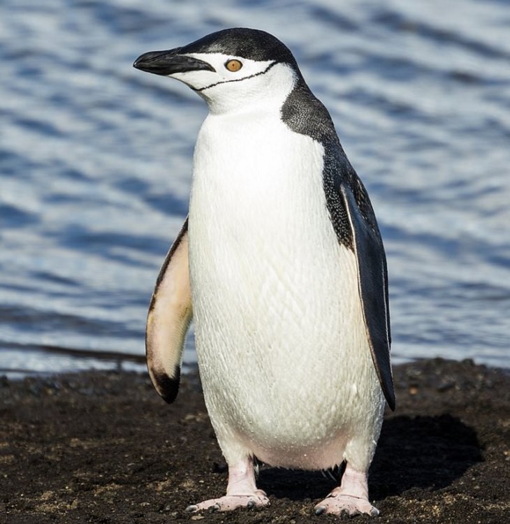 Different species of Penguins, Chinstrap Penguin standing on a rock