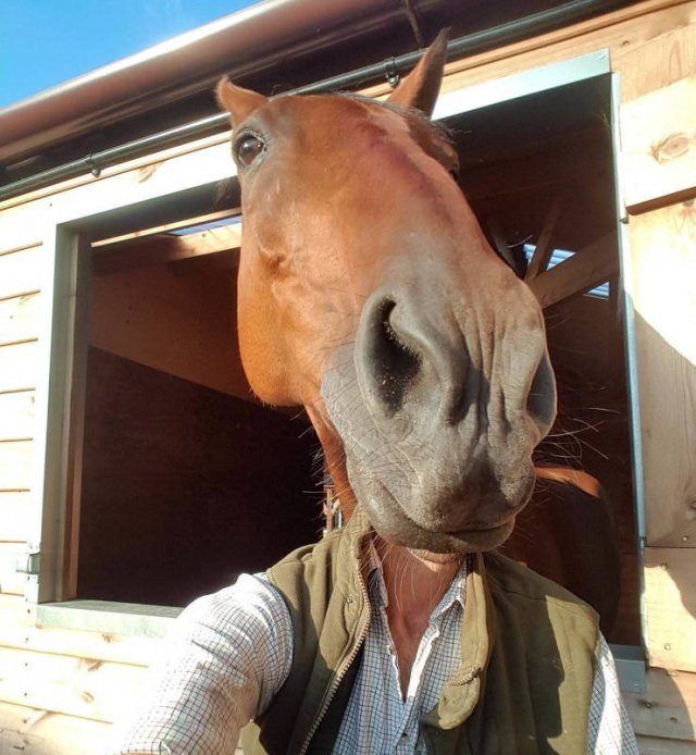 Photo taken at just the right time, man taking selfie with a horse's head