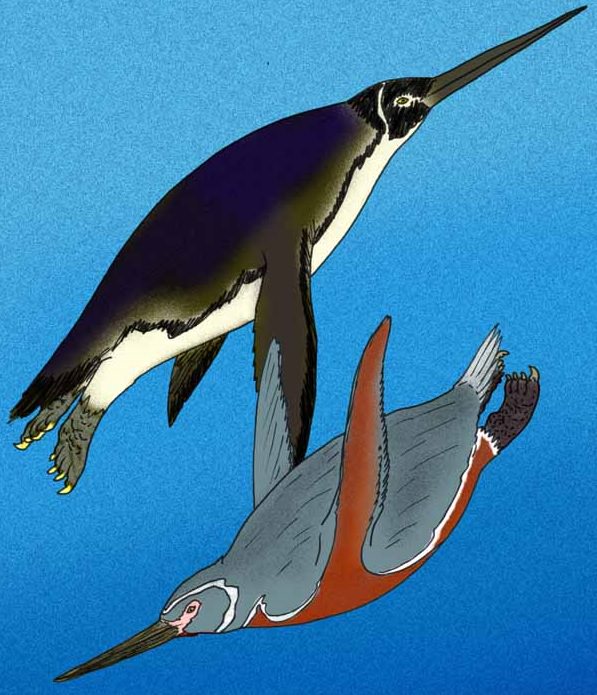 Different species of penguin, Artist drawing of extinct Inkayacu penguin swimming below extinct Icadyptes penguin