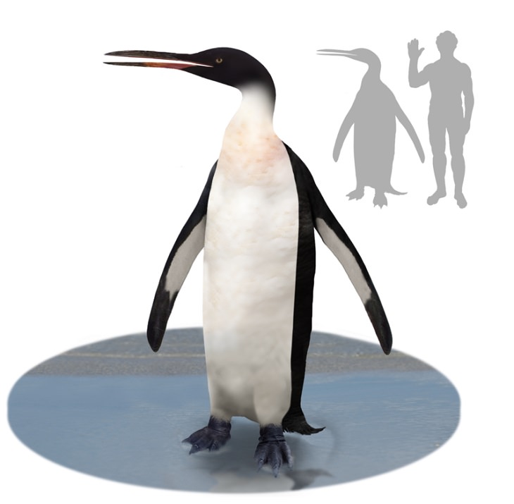Different species of penguin, graphic rendering of extinct Kairuku penguin, compared to human size