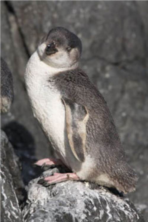 Different Species of Penguin, White-Flippered Penguin live standing on a rock