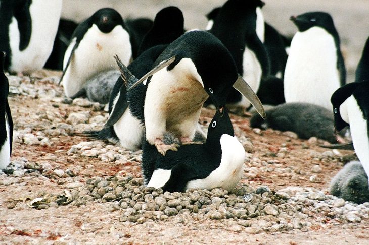 Different species of Penguins, Adélie Penguins during mating season, feeding chicks