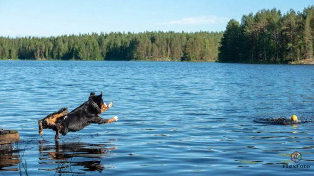 Photo taken at just the right time, black dog jumping off a harbor into water near a person swimming