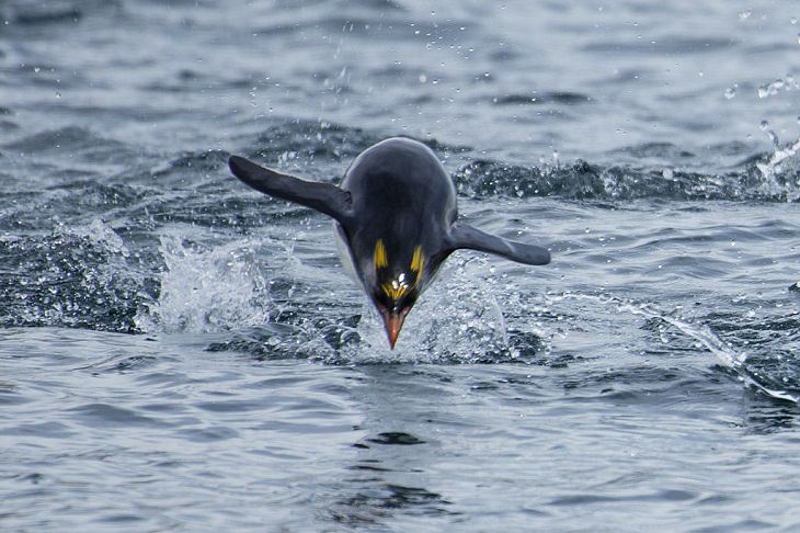 Different species of penguin, Macaroni penguin diving in water, swimming