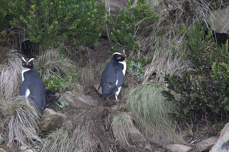 Different species of Penguin, Two Fiordland crested penguins on Munro beach