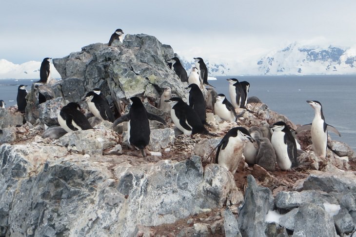 Different species of Penguins, Colony of Chinstrap penguins on a rock