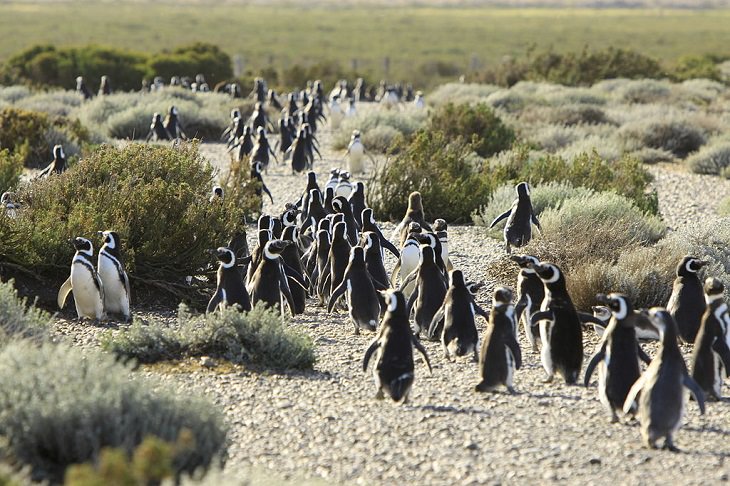 Different species of penguin, colony of Magellanic Penguins walking