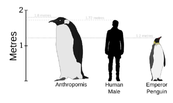 Different species of penguin, Depiction of extinct Anthropornis penguin, compared to human size