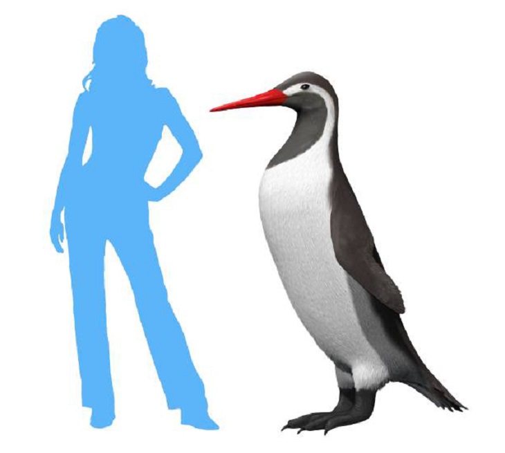 Different species of penguin, graphic rendering of extinct Kumimanu penguin, compared to human size