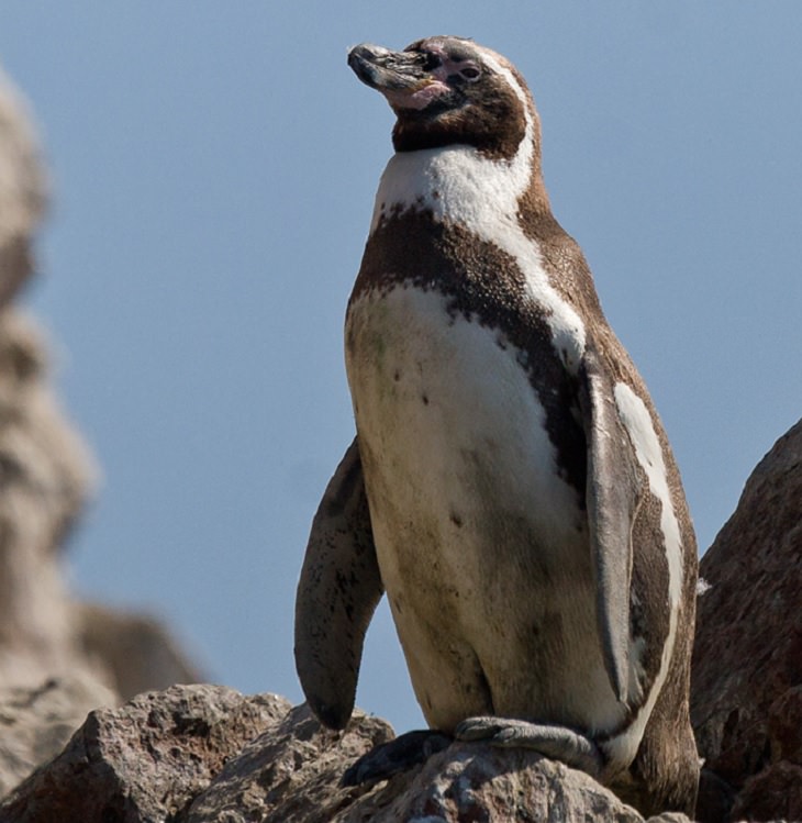 Different species of penguin, Humboldt Penguin standing on a rock