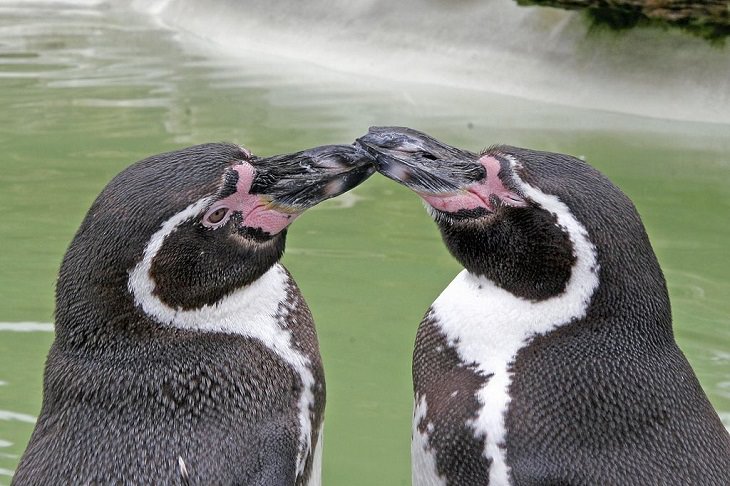 Different species of penguin, two Humboldt penguins kissing during mating season