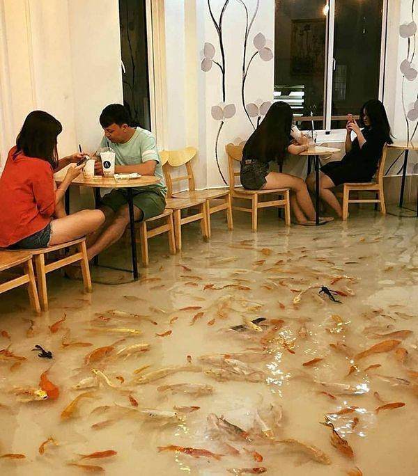 funny pictures of bad ideas, restaurant with people and entire floor filled with live swimming koi fish