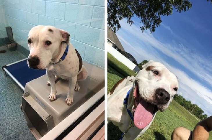 difference in comparison of random things, White dog sad and slightly injured in one frame and happy and flayful in a garden in the next frame