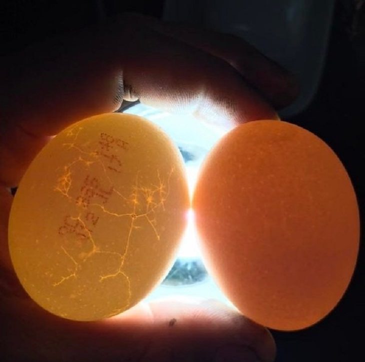 difference in comparison of random things, person holding up two eggs under light, one with a store label and cracked and the other clean