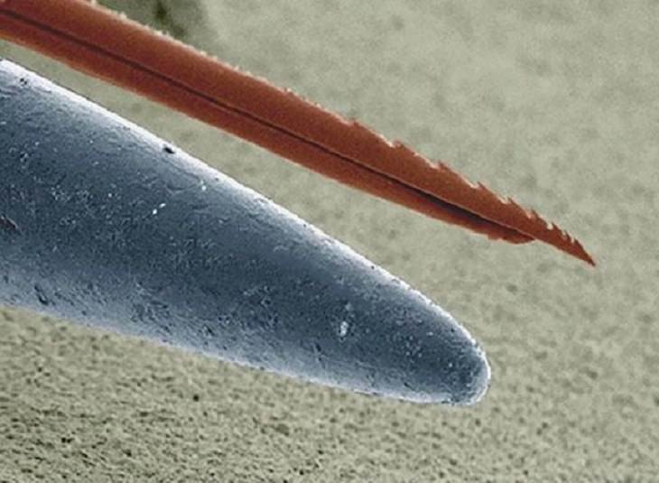 difference in comparison of random things, The sharp end of a needle (gray) next to the stinger of a bee as seen under a microscope