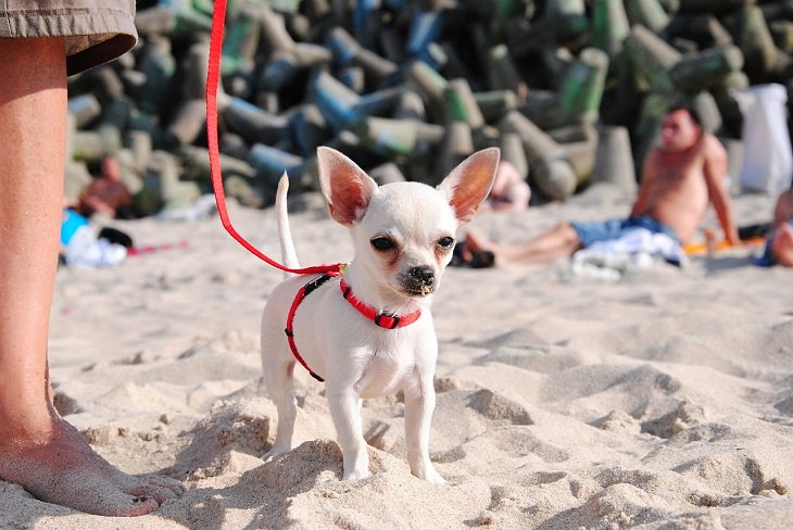 nature, pets, canine, chihuahua, cute overload, dog breeds, terrier, smallest, tiniest