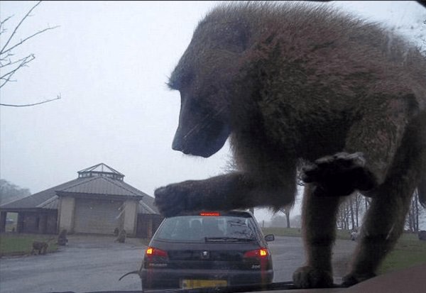 Perfectly-timed Photographs, monkey climbing on windshield of a car, such that it looks large in comparison to the car in front