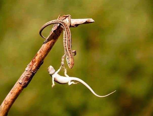 Perfectly-timed Photographs, two lizards, one falling and holding on to the other