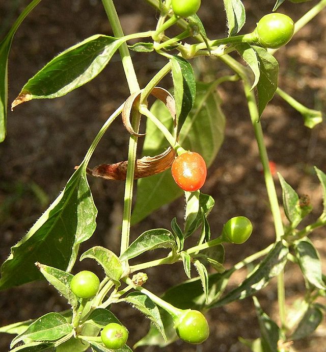 Extremely Spicy Chili Peppers from All Over the World, Texas Chiltepin Pepper, United States