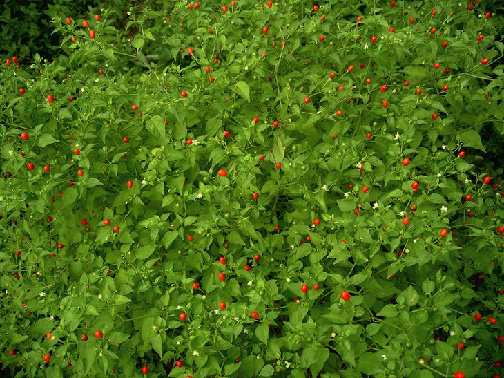 Extremely Spicy Chili Peppers from All Over the World, Bahamian Peppers, the Bahamas