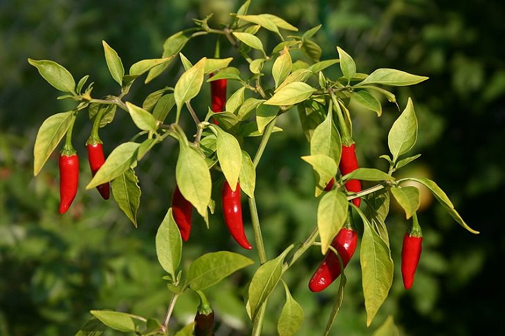 Extremely Spicy Chili Peppers from All Over the World, Carolina Cayenne PEppers, United States