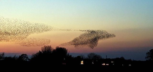 Perfectly-timed Photographs, insects flying together in the sky forming the shape of a dolphin