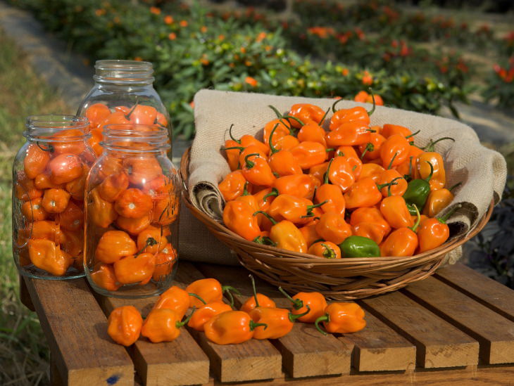 Extremely Spicy Chili Peppers from All Over the World, Tiger Paw Pepper, Charleston, South Carolina, United States