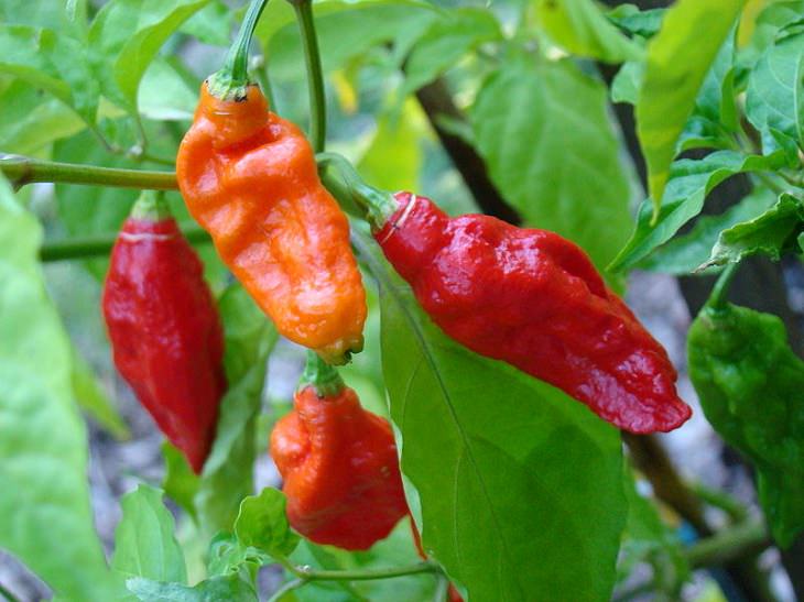 Extremely Spicy Chili Peppers from All Over the World, Bhut Jolokia, Ghost Pepper, India