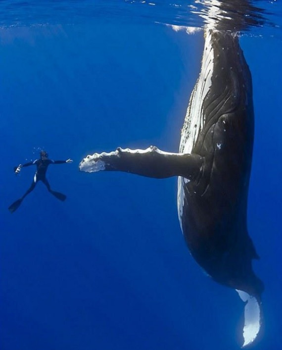 Perfectly-timed photographs, scuba diver undrwater with a humpback whale with hands and fins outstretched