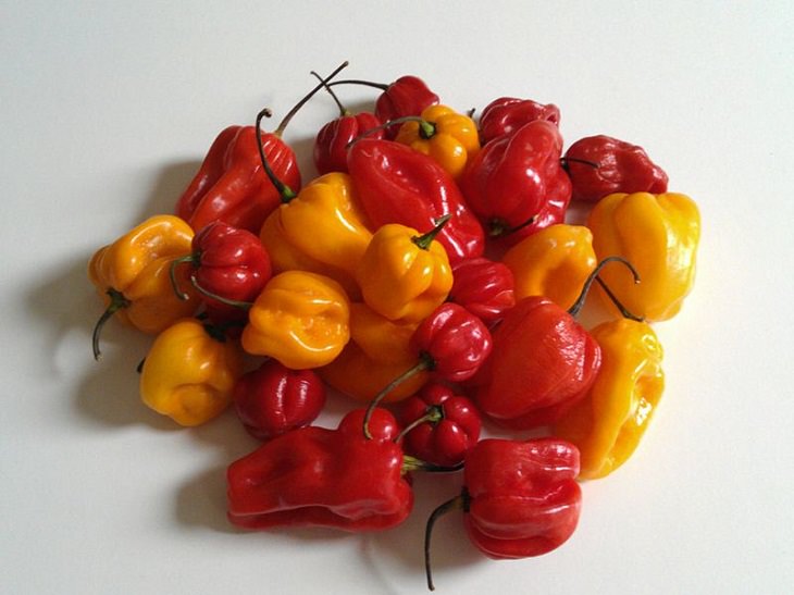 Extremely Spicy Chili Peppers from All Over the World, Adjuma Pepper, China, Suriname, Antillean